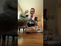 Tula Shih Tzu Wrestling!