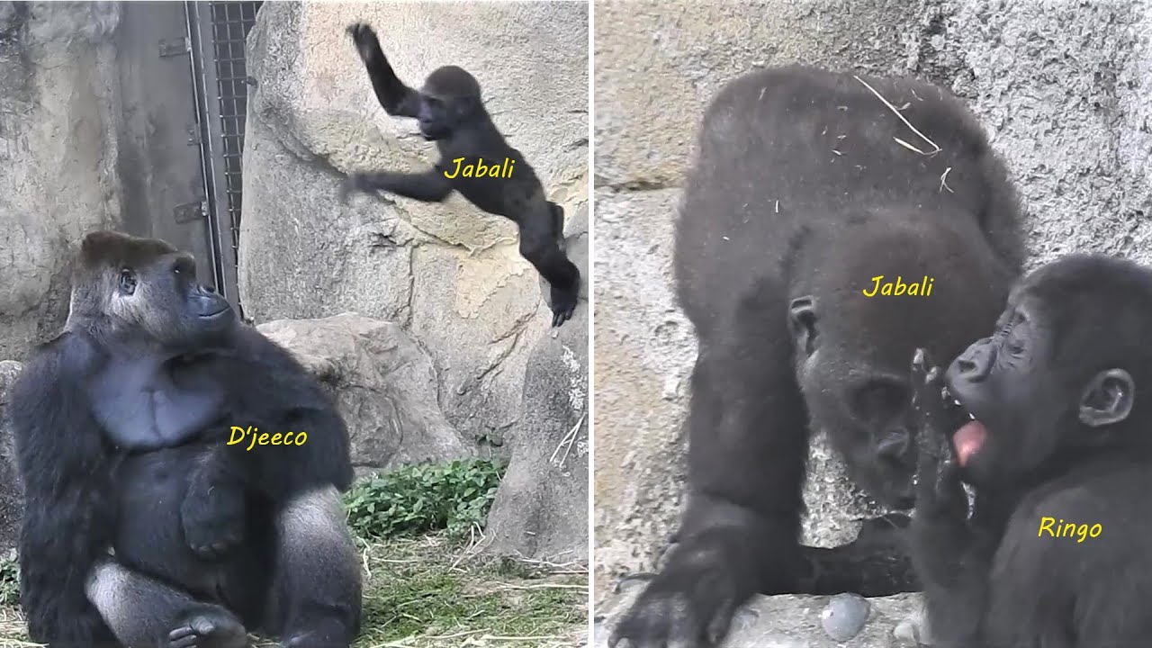 Que hacer si te ataca un jabali