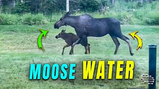 Moose and Calf Drinking Water from a Sprinkler