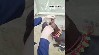 mera pookie bakra 🐐 #viral #bakraeid #eidulazha #eiduladha2026 #pookie #goat #cow #viralvideo