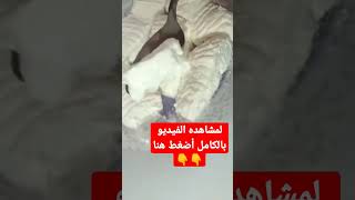 طريقة عمل الجبنة البيضاء فى البيت بلتر واحد من الحليب