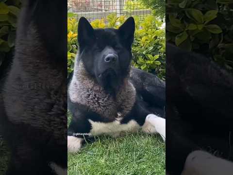 Video: De 10 hund raser som bark mest