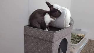 Bunny fixing his bed