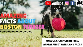 Amazing Facts About Boston Terrier | Boston Terrier Facts, Unique Characteristics | Animals Addict |