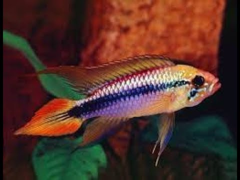 How to care for Dwarf Agassizii?