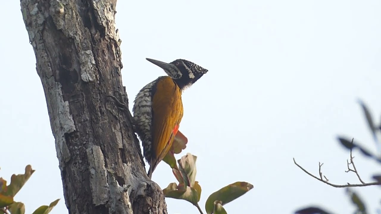 Greater Flameback, Chrysocolaptes g. guttacristatus, female, Sundarbans, Bangladesh, 11 Jan 2025 (4)