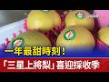 一年最甜時刻！ 「三星上將梨」喜迎採收季