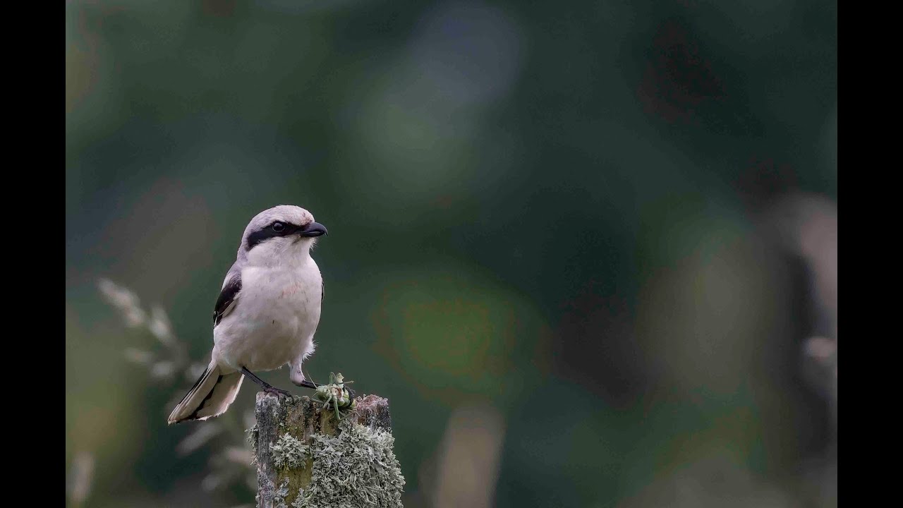 la pie grièche grise