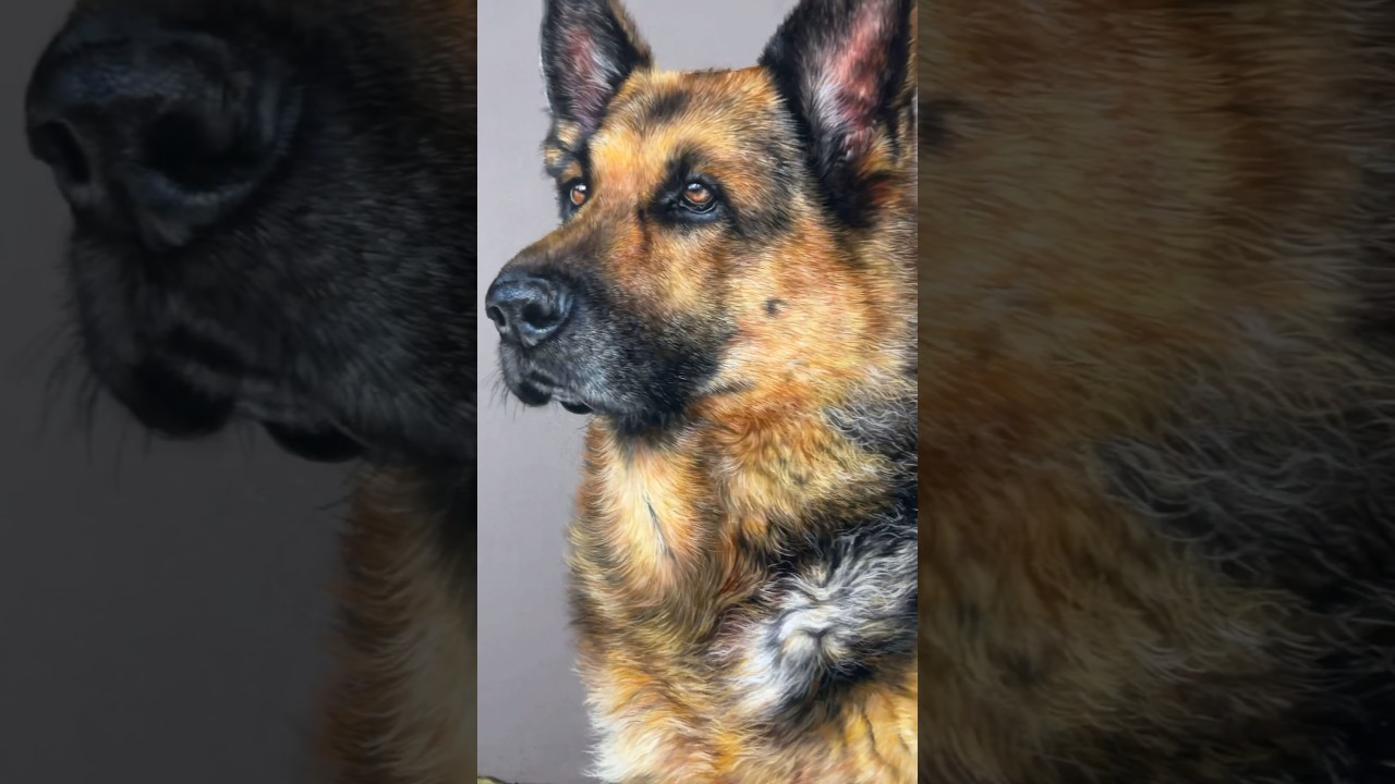 Process of drawing a beautiful German Shepherd .. 