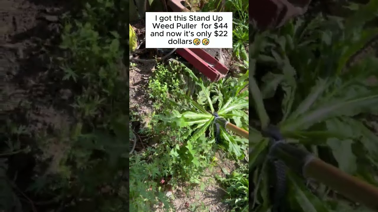 Must-have garden tools for every gardener! 