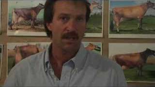 Jerseys - The Problem Free Cow