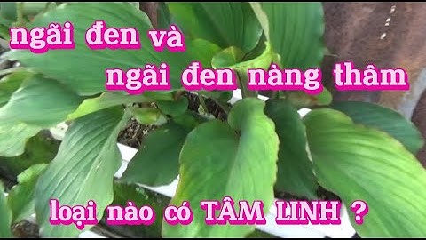Ngãi Đen và Ngãi Đen Nàng Thâm loại nào có TÂM LINH ?