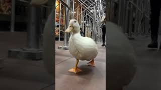 Duck Walks in New York City