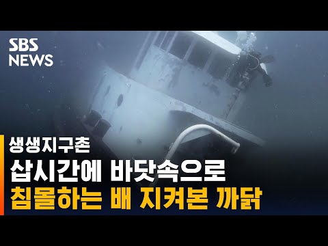 삽시간에 바닷속으로 가라앉은 배의 &amp;#39;일석이조&amp;#39; 용도 / SBS / 생생지구촌