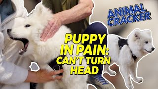 SAMOYED PUPPY SCREAMING WHEN HEAD TURNS 😱 ANIMAL CHIROPRACTOR TO THE RESCUE!