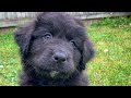 Introducing our new puppy “Bear” (Newfoundland Labernese mix)