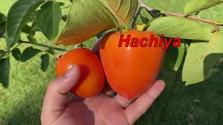 اصناف ومعلومات فاكهة الكاكي أو البرسيمون أو الخرمة Kaki Persimon Fruit Varieties