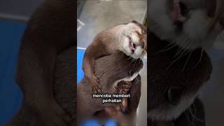 Dia Nunggu Tanpa Kata Sampai Hampir Kehilangan Segalanya 🥺 #ceritaharuanimal #kisahmengharukan