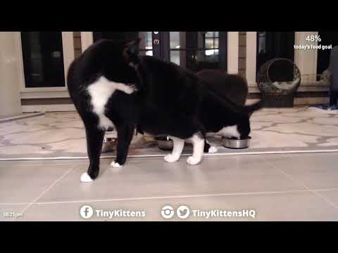 Время обеда для Tuxies, время Наклонившись для Дедушки Mason TinyKittens.com