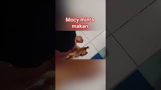 Mocy Minta Makan cat kucing kucinglucu kucingimutimut