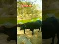 Murrah भैंसे देखें 🥰🙏#murrahcalf #5starmurrah #villagelife #dailyvlog #shortsf #shorts #murrah