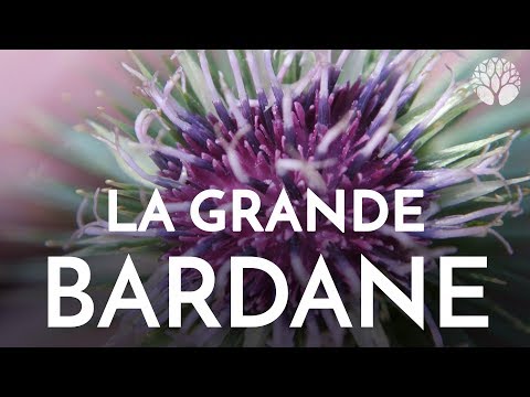 Vidéo: Bardane Commune