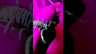 Download Lagu Skorpion in black light (Centruroides gracilis) MP3