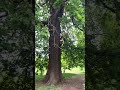 Oak Tree at Marble Hill House and Gardens #garden #lifeisbutadream #hermionelaake # trees # oak
