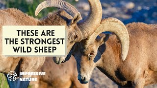The 5 Largest & Strongest Wild Sheep That Will Amaze You!
