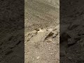 Extreme Rock Breaking 😳 #mining #shorts