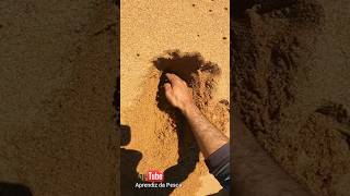 PEGANDO ISCA NATURAL