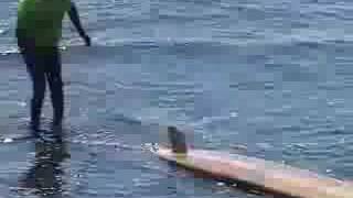 Santa Cruz Surf / Legends / Waxfoot Surf Show