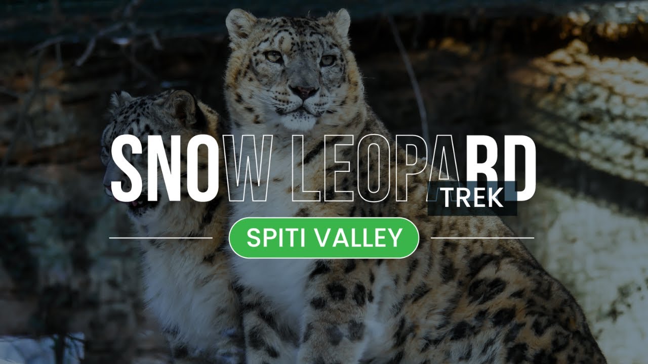 Snow Leopard Expedition in Spiti ft Rohan Travel Stories