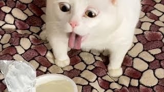 Full Funny Animals | Большой сборник с кошками|#коты #котыприколы #funny   #funnyvideo #funnyshorts