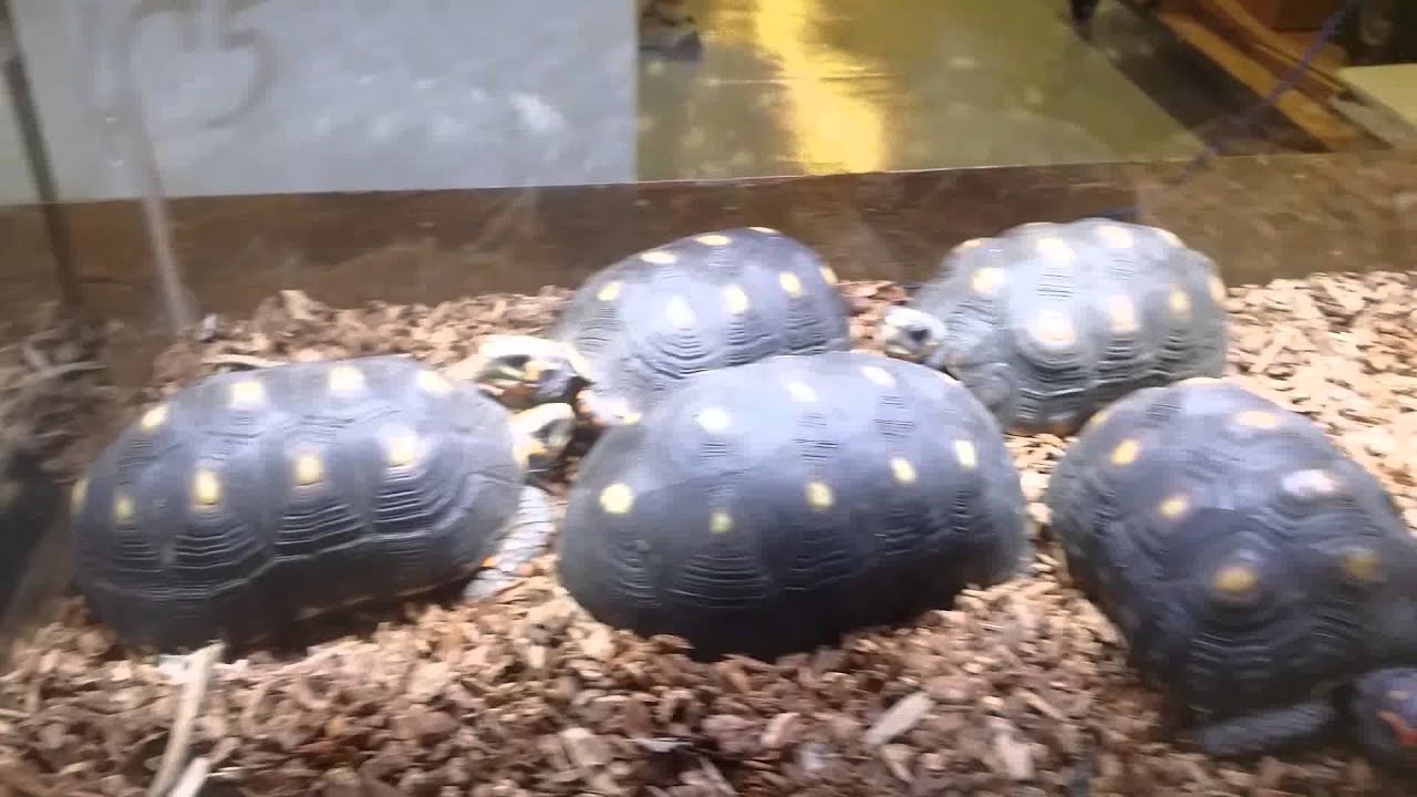 beasty New york White Plains reptile expo 09/06/15