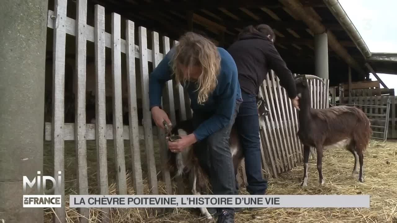 ANIMAUX : La chèvre poitevine, l'histoire d'une vie