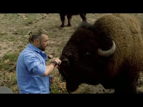 Vídeo: Que animais existem nas planícies do centro-norte do Texas?