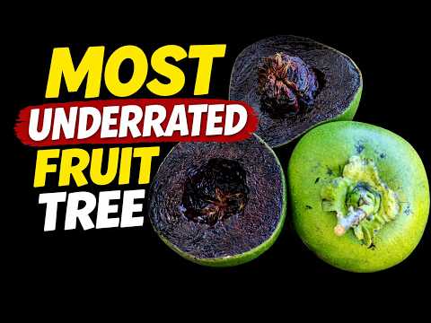Black Sapote (Chocolate Pudding Fruit) – The Most Underrated Tropical Fruit Tree