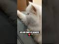 Cute and Funny Cat Moments 🤣❤️ #cat #viral #youtubeshorts #catvideos #funnycat #cutecat #catmoments