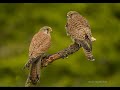 The life of the Common kestrel (Film)