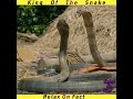 Why king cobra is king | Amazing facts about snake #kingcobra #cobra #snake #shortvideo #relaxonfact