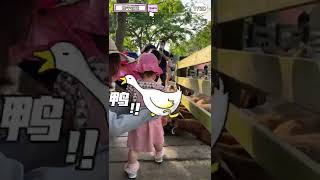 第一次來飛牛牧場～第一次碰未食羊羊