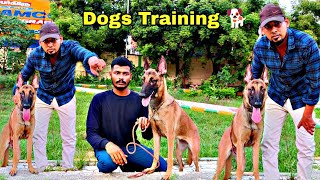 Belgian Malinois Dog Training | How to Train a Dog | Dog Training Information | #nangalegendpa