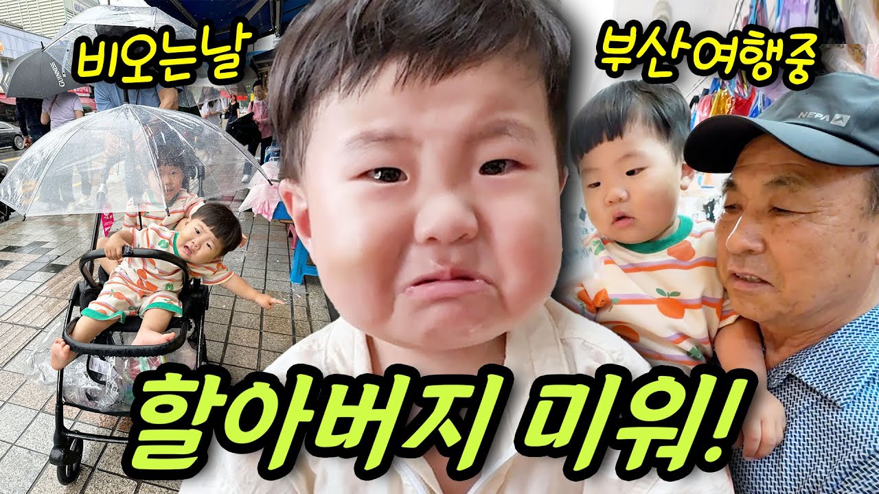 할아버지에게 혼나서 서러움 폭발했어요 / 비오는날 부산 여행코스 추천 / 갓난 아기가 귀여운 아기 노랑이/ 왕할머니와 인사한 솜이와 랑이