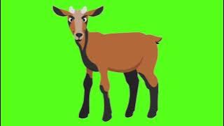 Green Screen Kambing | Goat Green Screen