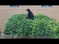 Bear in our grapes again