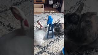 They are so smart 😭💘 #bunnybliss  #cutebunny #hollandlop #intelligent