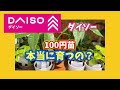 【ダイソー】100円観葉植物は、本当に育つの? #観葉植物 #houseplants #daiso