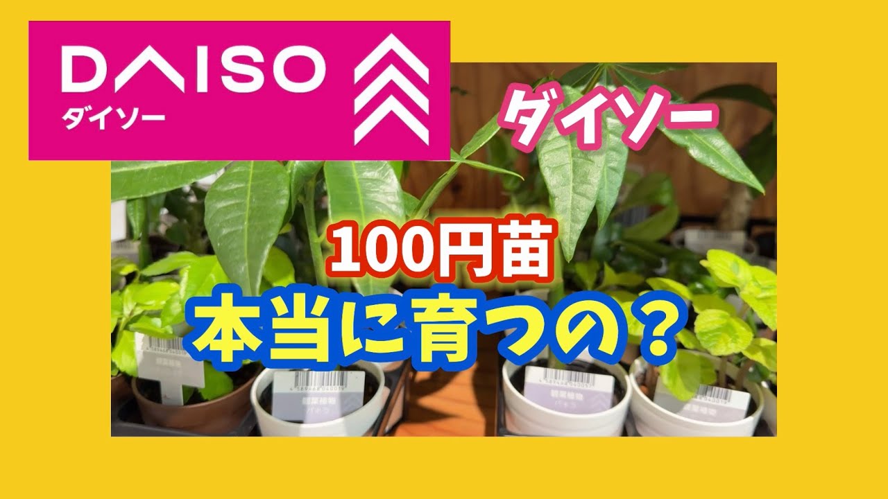 【ダイソー】100円観葉植物は、本当に育つの? #観葉植物 #houseplants #daiso