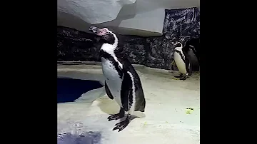 Пингвины в Сочи